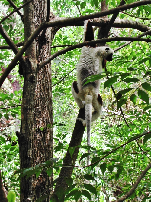 Lémuriens à Madagascar