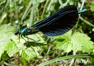 La nature vue par Catherine RAYER