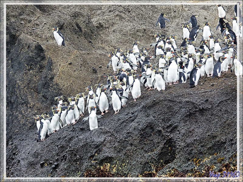 Le High Peak (365 m) surplombant "The Huts" et une colonie de Gorfous de Moseley - Nightingale Island - Tristan da Cunha