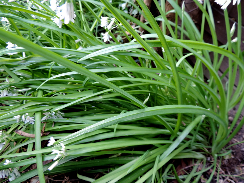 Un Ail d'ornement comestible (Allium triquetrum) - Le Nouveau Blog de SHUKI