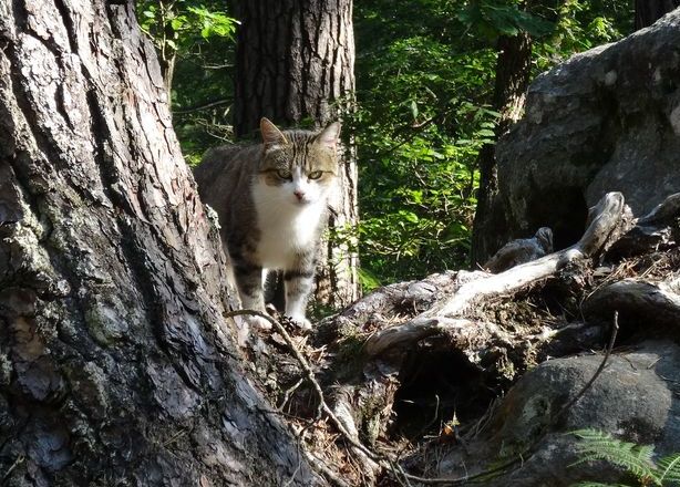 rencontre sanglier foret