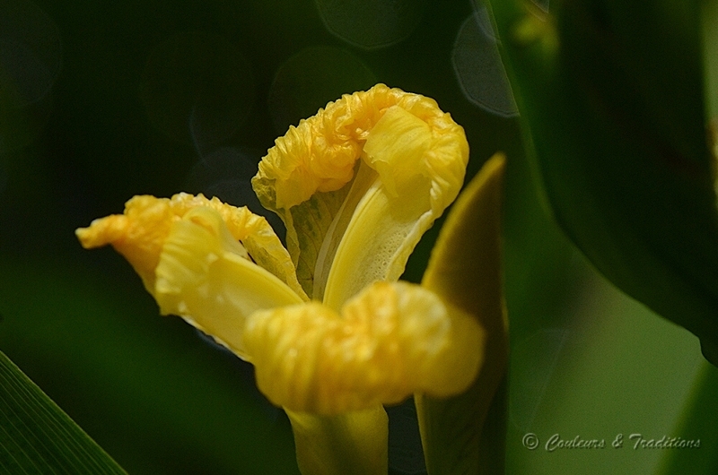 Iris sauvage jaune 