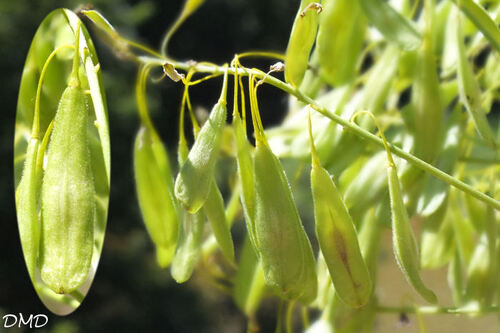 Isatis tinctoria  -  pastel des teinturiers