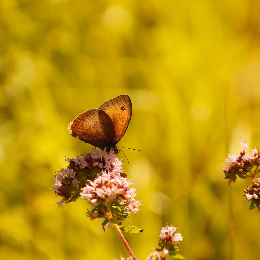 SORTIE PAPILLONS