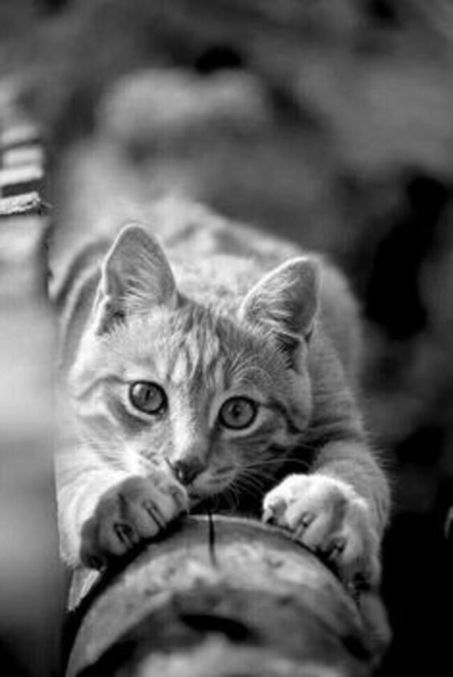 550 meilleures idées sur Photos De Chats En Noir Et Blanc | photo chat,  chat, chats et chatons