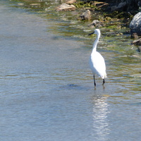 Les Oiseaux De L Ile De Re La Gazette De Myrtille