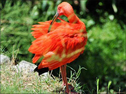 Photo d'Ibis rouge du Zoo de la Palmyre