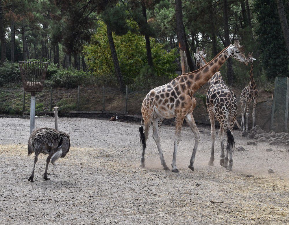 Les girafes, au zoo de La Teste...