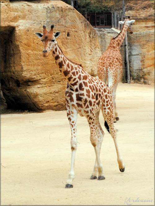 Photos de Girafes (Zoo de Doué la Fontaine)