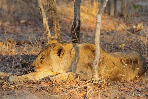 Lioness having a nap en the early morning light