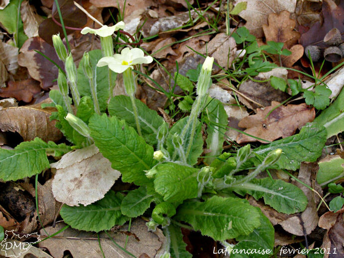 Primula vulgaris - primevère acaule