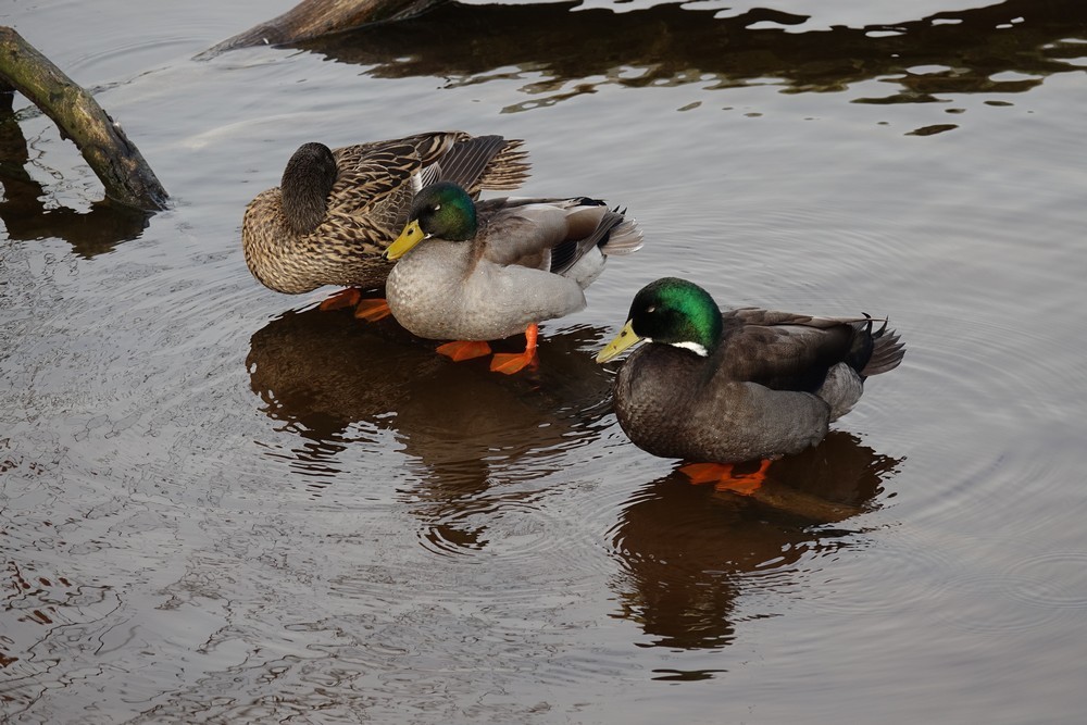 Beaux canards...