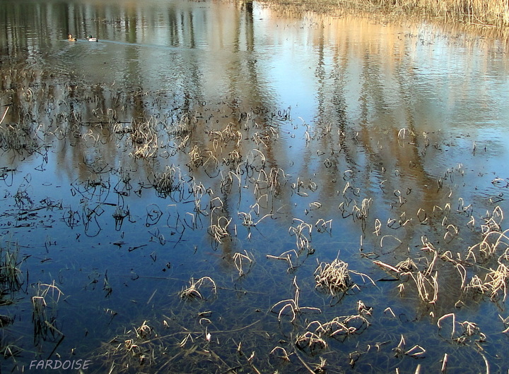 Reflet, herbes sèches  et canards 