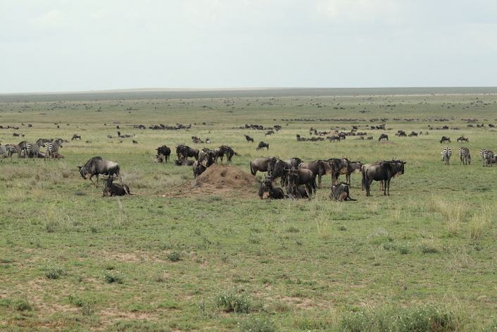 Parc national du Sérengeti