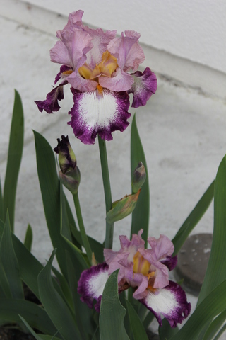 Iris plicata dans les tons rose, blanc et violet: " Change of Pace " 