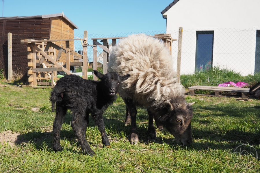 Une nouvelle habitante à bouclettes au Terrier... ♥