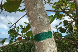 Balade de Port-Louis à Anse-Bertarnd