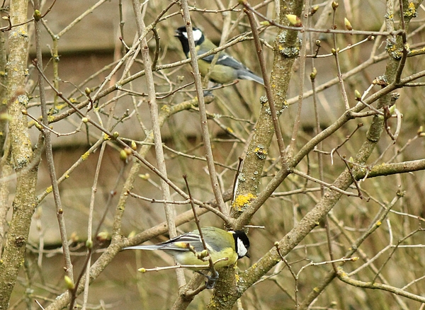 Un couple de mésanges charbonnières a également niché dans mon jardin en mai 2018