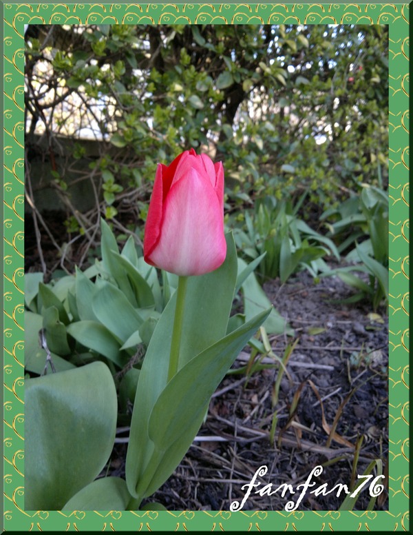                                                                                                 Les premières tulipes de mon jardin !