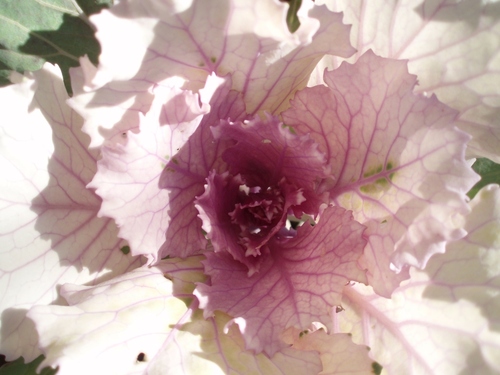 jeu de lumière du soelil sur un petit plan de chou décoratif, feuilles crème veinées de violet, coeur violet