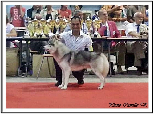 Exposition canine de Cahors (3 août 2014)