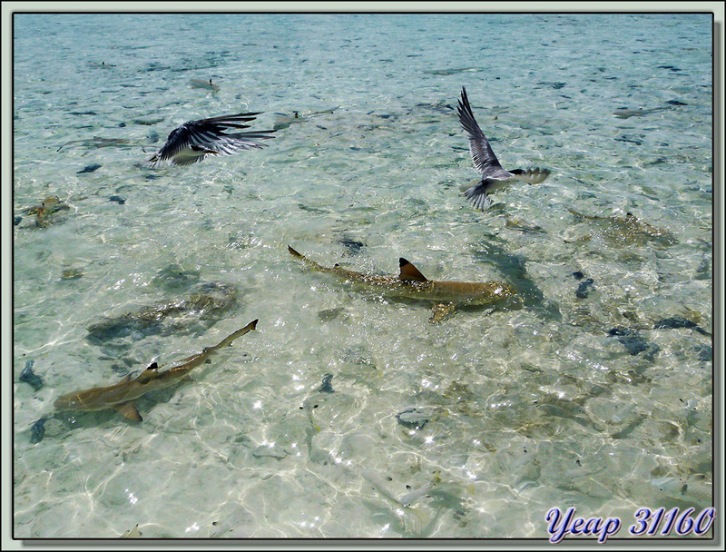 Mouettes huppées et bébés requins - Lagon Bleu - Atoll de Rangiroa - Tuamotu - Polynésie française