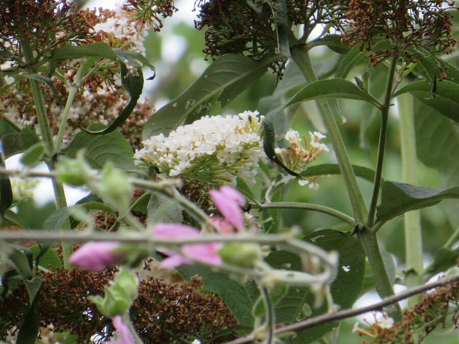 Arbre à papillons blanc