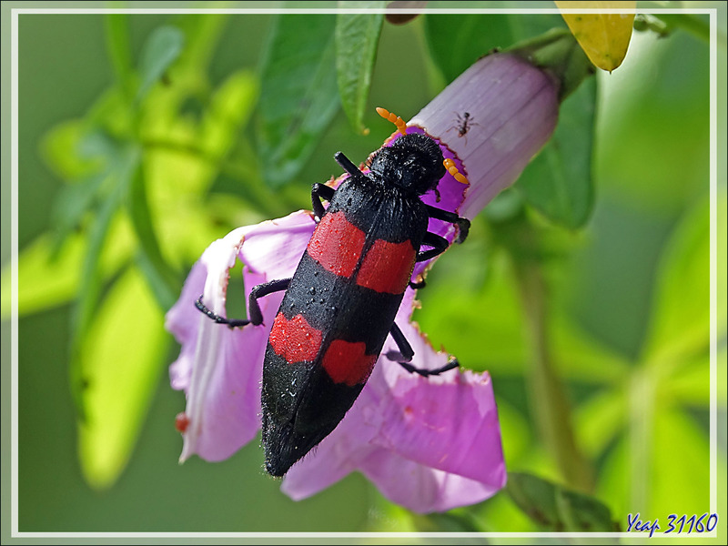 Mylabre à deux bandes, Two-banded Blister Beetle (Mylabris bifasciata) - Chutes Victoria - Zimbabwe