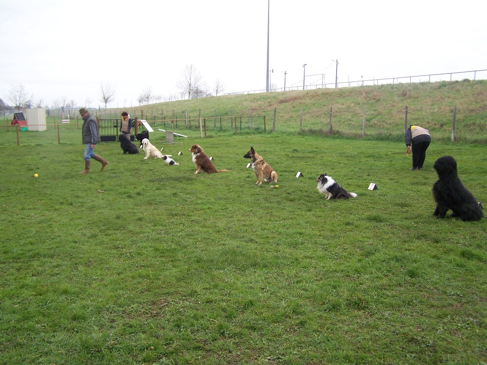 Une belle vie de chien !