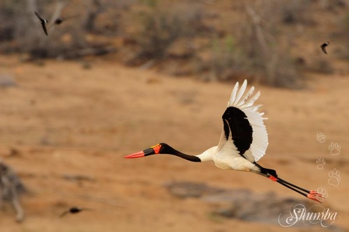 Kruger (Sept 2016): the Birds