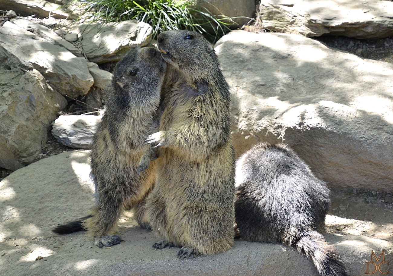 Marmotte des alpes