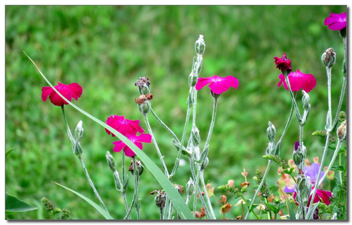 QUELQUES FLEURS DU JARDIN 