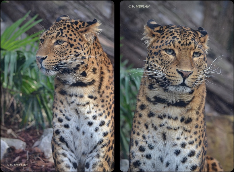 La Ménagerie, Zoo du Jardin des Plantes : Panthère de Chine du Nord