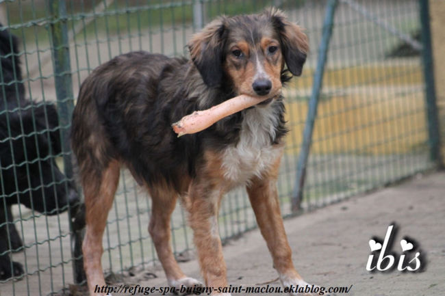 Chiens adoptés en décembre 2013