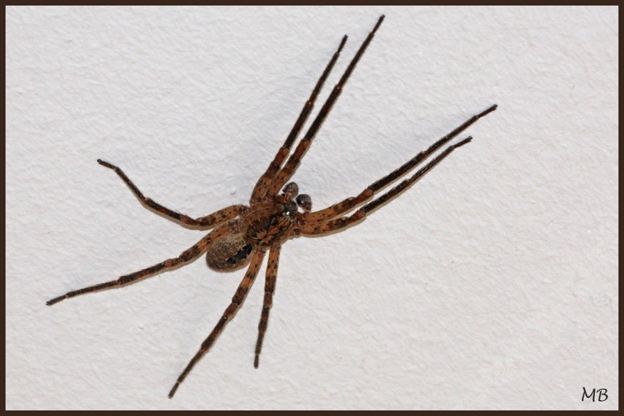 Arachnides 03 Zoropsis spinimana 1499