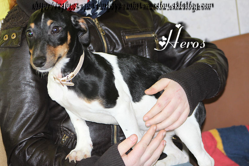 Heros, le Jack Russel .....