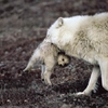 loup arctique (76).jpg