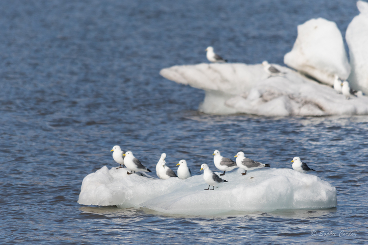 Après Trygghamna, Ymerbukta