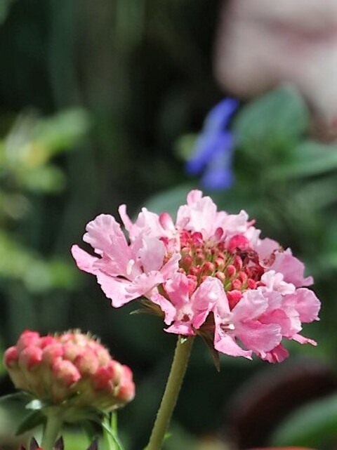 Scabiosa atropurpurea "Salmon Queen"