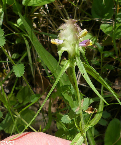 Melampyrum cristatum  -  mélampyre en crête