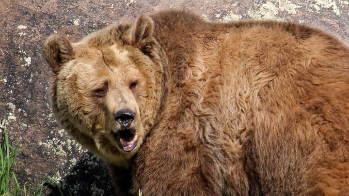 Un oso grizzly mata a una ciclista que reposaba en su tienda - AS.com