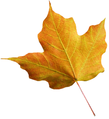Tubes png feuilles