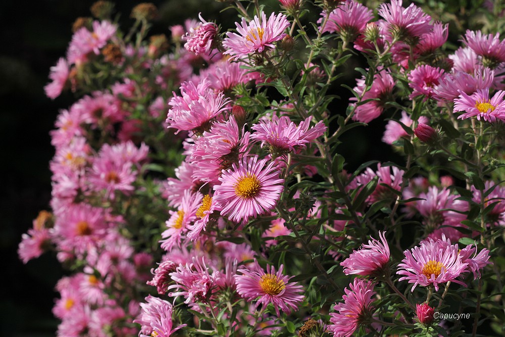 Entre été et automne, le coeur du jardin balance