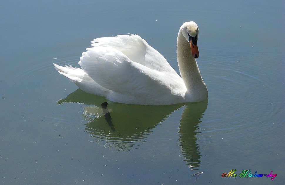 cygne