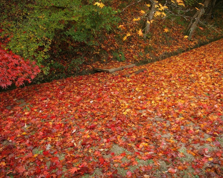 10 images d'automne