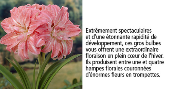                                                    ** LA SAISON   DES AMARYLLIS