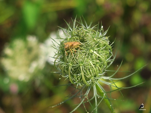 au coeur d'une fleur de carotte 