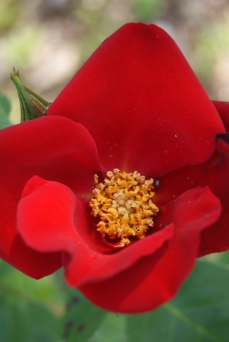 rosier à grandes fleurs simples rouges 'Altissimo' de Delbard 1966