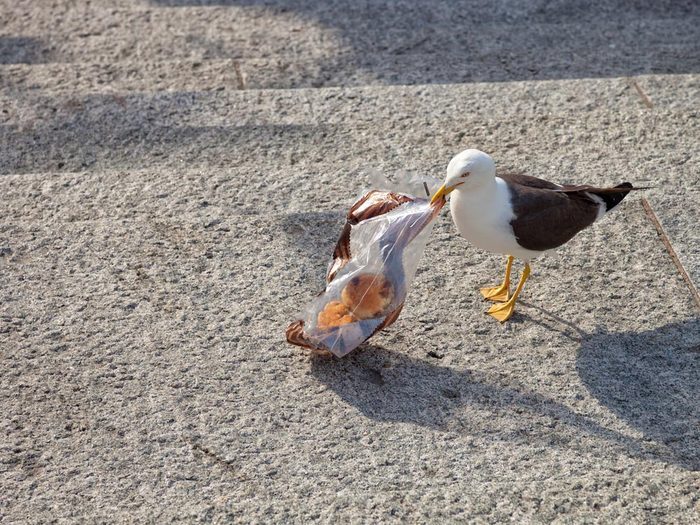 Le plastique envahit les organismes marins.