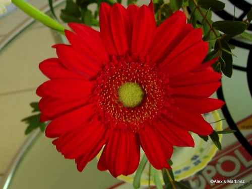 Red Flower!